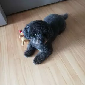 Bild von Schröters Hundestube