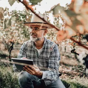 Burgundy grape inspection symbolizing fine wine quality and investment growth.
