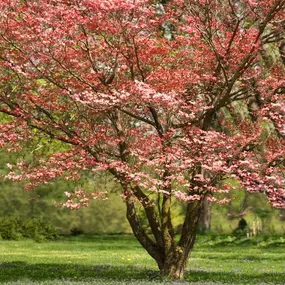 Bild von North Eastern Tree , Shrub and Lawn care