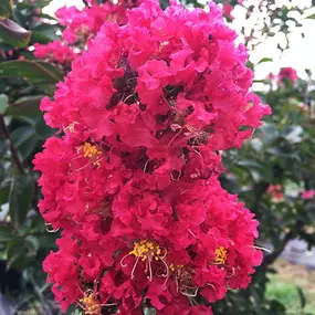 Bild von North Eastern Tree , Shrub and Lawn care