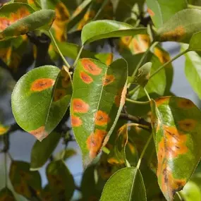 Bild von North Eastern Tree , Shrub and Lawn care