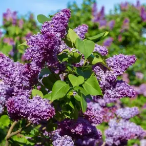 Bild von North Eastern Tree , Shrub and Lawn care