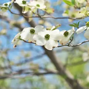 Bild von North Eastern Tree , Shrub and Lawn care