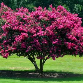 Bild von North Eastern Tree , Shrub and Lawn care