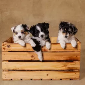 Bild von Shades of Joy - Aussies und Minis
