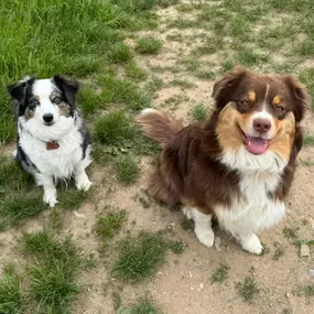 Bild von Shades of Joy - Aussies und Minis