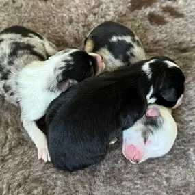 Bild von Shades of Joy - Aussies und Minis