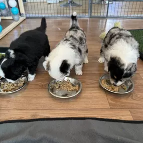 Bild von Shades of Joy - Aussies und Minis