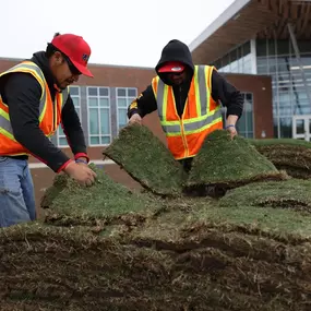 landscapers applying sod
