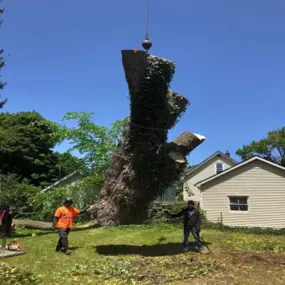 Bild von Timber Tree Service