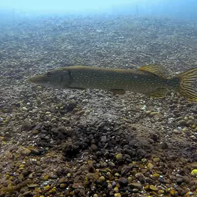 Bild von SDI TDI Divecenter Flaschenkind