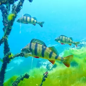 Bild von SDI TDI Divecenter Flaschenkind