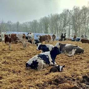 Bild von GUT STRETENSE