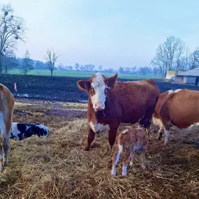 Bild von GUT STRETENSE