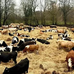 Bild von GUT STRETENSE