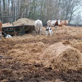 Bild von GUT STRETENSE