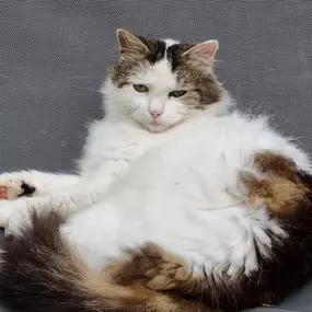 Bild von Katzenpension 