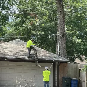 Bild von Texas Tree Masters