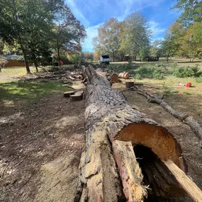 Bild von Texas Tree Masters
