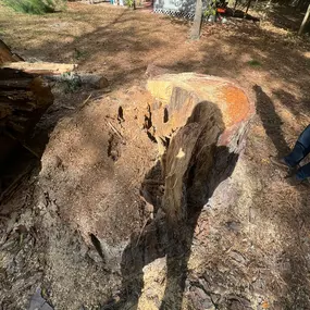 Bild von Texas Tree Masters