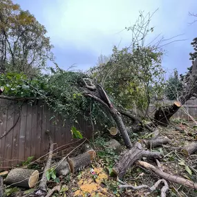 Bild von Texas Tree Masters