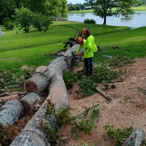 Bild von Texas Tree Masters