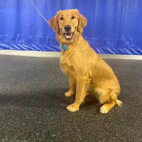 Bild von KC Dawgz Dog Training Academy