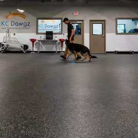 Bild von KC Dawgz Dog Training Academy