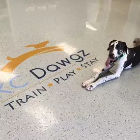 Bild von KC Dawgz Dog Training Academy