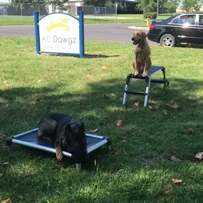 Bild von KC Dawgz Dog Training Academy