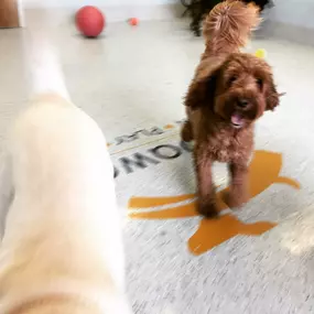 Bild von KC Dawgz Dog Training Academy