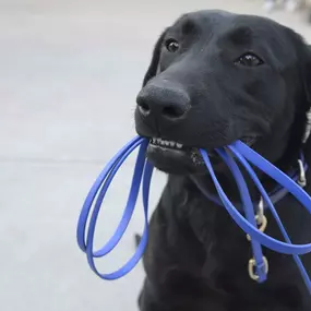 Bild von KC Dawgz Dog Training Academy