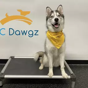 Bild von KC Dawgz Dog Training Academy