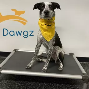 Bild von KC Dawgz Dog Training Academy