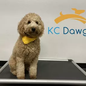 Bild von KC Dawgz Dog Training Academy