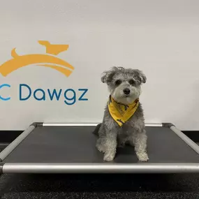 Bild von KC Dawgz Dog Training Academy