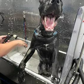 Bild von Fluffy Pet Wash Mobile Dog Grooming
