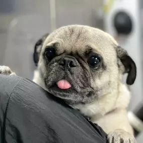 Bild von Fluffy Pet Wash Mobile Dog Grooming