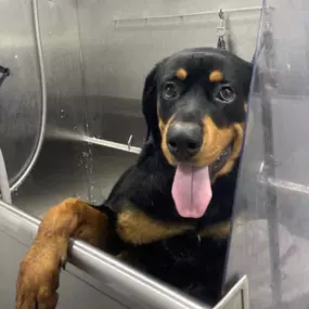 Bild von Fluffy Pet Wash Mobile Dog Grooming