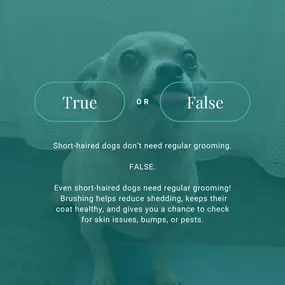 Bild von Fluffy Pet Wash Mobile Dog Grooming