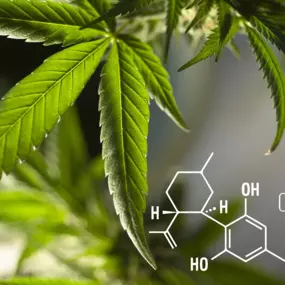 Bild von CBD Shop - GreenZone