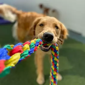 Dog playing tug of war