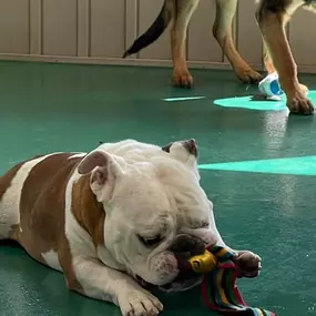 Bild von Walkers Pet HoTail Pet Care Center