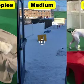 Bild von Walkers Pet HoTail Pet Care Center