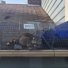 Bild von Lewis Pest Control & Wildlife Removal
