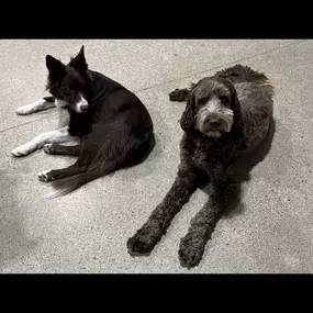 Bild von Dog Gone Problems