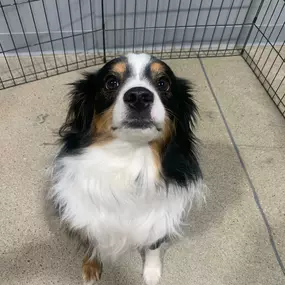 Bild von Dog Gone Problems