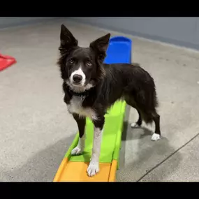 Bild von Dog Gone Problems