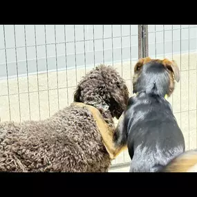 Bild von Dog Gone Problems