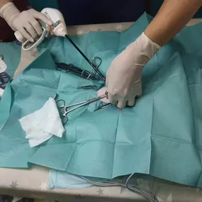 Bild von MAVET Centro Veterinario